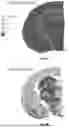 Fig. 12 - SYSTEMS AND METHODS FOR IMMUNOFLUORESCENCE QUANTIFICATION