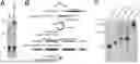 Fig. 01 - METHOD FOR PREPARING AN RNA SAMPLE FOR SEQUENCING AND KIT THEREOF