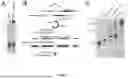 Fig. 02 - METHOD FOR PREPARING AN RNA SAMPLE FOR SEQUENCING AND KIT THEREOF