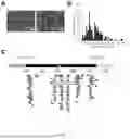 Fig. 04 - METHOD FOR PREPARING AN RNA SAMPLE FOR SEQUENCING AND KIT THEREOF