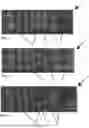 Fig. 02 - ROOFING SHINGLES WITH REGISTERED SELF-SEAL STRIP PATTERNS