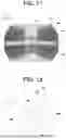 Fig. 09 - Vehicle light fixture