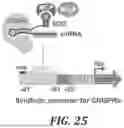 Fig. 49 - MODULAR KINETICALLY-CONTROLLED FUNCTIONAL RNA CONSTRUCTS AND RELATED COMPOSITIONS, SYSTEMS, AND METHODS