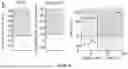 Fig. 22 - HIGH THROUGHPUT METHODS AND PRODUCTS FOR SARS-COV-2 SERO-NEUTRALIZATION ASSAY