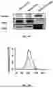 Fig. 03 - METHODS FOR DETECTING SQUAMOUS CANCER