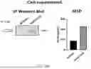 Fig. 41 - METHODS OF SELECTIVELY TARGETING CD6 HIGH CELLS AND DECREASING ACTIVITY OF TEFF CELLS