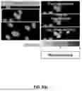 Fig. 07 - QUANTIFICATION OF CONDITIONS ON BIOMEDICAL IMAGES ACROSS STAINING MODALITIES USING A MULTI-TASK DEEP LEARNING FRAMEWORK