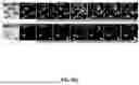 Fig. 09 - QUANTIFICATION OF CONDITIONS ON BIOMEDICAL IMAGES ACROSS STAINING MODALITIES USING A MULTI-TASK DEEP LEARNING FRAMEWORK