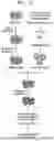 Fig. 02 - SYSTEM AND METHOD FOR PREDICTING ACTIVITY AND SPECIFICITY OF 17 SMALL Cas9s USING DEEP LEARNING