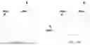 Fig. 16 - INTERACTION BETWEEN INTRA BLOCK COPY MODE AND INTER PREDICTION TOOLS