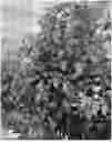 Fig. 01 - HYBRID TOMATO VARIETIES 'E15B51286' AND 'E15B51289'