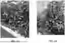 Fig. 02 - HYBRID TOMATO VARIETIES 'E15B51286' AND 'E15B51289'