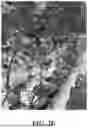 Fig. 07 - HYBRID TOMATO VARIETIES 'E15B51286' AND 'E15B51289'