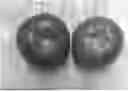 Fig. 01 - HYBRID TOMATO VARIETIES 'E15M42961', 'E15M42962', AND 'E15M42963'