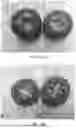 Fig. 02 - HYBRID TOMATO VARIETIES 'E15M42961', 'E15M42962', AND 'E15M42963'