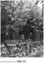 Fig. 07 - HYBRID TOMATO VARIETIES 'E15M42961', 'E15M42962', AND 'E15M42963'