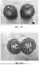 Fig. 08 - HYBRID TOMATO VARIETIES 'E15M42961', 'E15M42962', AND 'E15M42963'