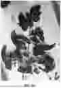 Fig. 09 - HYBRID TOMATO VARIETIES 'E15M42961', 'E15M42962', AND 'E15M42963'
