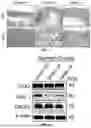 Fig. 03 - SIMULATION METHOD FOR CHRONIC ATROPHIC GASTRITIS (CAG) LESION AND IDENTIFICATION METHOD FOR MOUSE MODELING