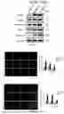 Fig. 04 - SIMULATION METHOD FOR CHRONIC ATROPHIC GASTRITIS (CAG) LESION AND IDENTIFICATION METHOD FOR MOUSE MODELING