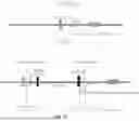 Fig. 22 - Animal Models and Therapeutic Molecules
