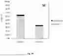 Fig. 53 - Animal Models and Therapeutic Molecules