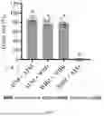 Fig. 08 - Homogenization method of infecting a mosquito with wolbachia