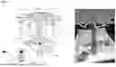 Fig. 06 - INSECT REPELLENT COMPOSITIONS