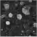 Fig. 01 - COMBINATION THERAPY FOR CANCERS WITH BRAF MUTATION
