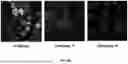 Fig. 09 - Compositions and methods for preparing capped mRNA