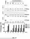 Fig. 09 - LIGHT-RESPONSIVE APTAMER, LIGHT-START DNA POLYMERASE COMPRISING THE SAME, METHOD FOR PREPARING THE SAME AND USE THEREOF