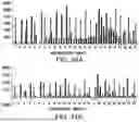 Fig. 41 - METHODS AND COMPOSITIONS FOR INCORPORATING NUCLEOTIDES
