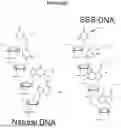 Fig. 49 - METHODS AND COMPOSITIONS FOR INCORPORATING NUCLEOTIDES