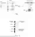 Fig. 02 - METHOD FOR IDENTIFYING AND/OR REGULATING SENESCENCE