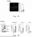 Fig. 09 - METHOD FOR IDENTIFYING AND/OR REGULATING SENESCENCE