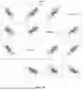 Fig. 35 - DIAGNOSIS OF SEPSIS