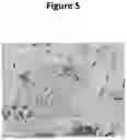 Fig. 06 - Blood Preparation and Profiling