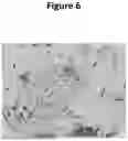 Fig. 07 - Blood Preparation and Profiling