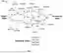Fig. 08 - Ancestry composition determination