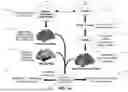Fig. 02 - METHODS AND SYSTEMS FOR COMPUTER-GENERATED PREDICTIVE APPLICATION OF NEUROIMAGING AND GENE EXPRESSION MAPPING DATA