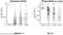 Fig. 08 - METHODS FOR DETERMINING LIVER FUNCTION COMPRISING A MULTI-COMPARTMENTAL MODEL