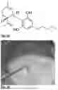 Fig. 02 - MICROPARTICLES CONTAINING STABILIZED CBD OIL, AND METHODS FOR THE PRODUCTION THEREOF