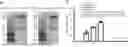 Fig. 01 - METHOD FOR PRODUCING CHIMERIC ANTIGEN RECEPTOR-MACROPHAGES AND USE OF SAME CELLS