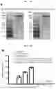 Fig. 02 - METHOD FOR PRODUCING CHIMERIC ANTIGEN RECEPTOR-MACROPHAGES AND USE OF SAME CELLS