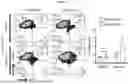 Fig. 06 - METHOD FOR PRODUCING CHIMERIC ANTIGEN RECEPTOR-MACROPHAGES AND USE OF SAME CELLS