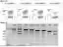Fig. 02 - METHODS AND COMPOSITIONS FOR GENE EDITING IN HEMATOPOIETIC STEM CELLS
