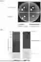 Fig. 02 - COMPOSITIONS COMPRISING PROPIONIBACTERIUM ACNES BACTERIOPHAGES FOR TREATING ACNE