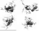 Fig. 01 - ARTOCARPUS HETEROPHYLLUS COMPOSITION AND METHOD OF PROMOTING URINARY TRACT HEALTH