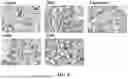 Fig. 08 - ARTOCARPUS HETEROPHYLLUS COMPOSITION AND METHOD OF PROMOTING URINARY TRACT HEALTH