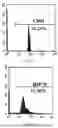 Fig. 04 - USE OF PLANT-DERIVED EXOSOMES FOR INDUCING DIFFERENTIATION OF STEM CELL SOURCES INTO CARTILAGE AND BONE CELLS